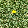 .mUm.'s image